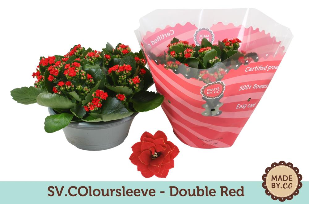 kalanchoe fleurs doubles