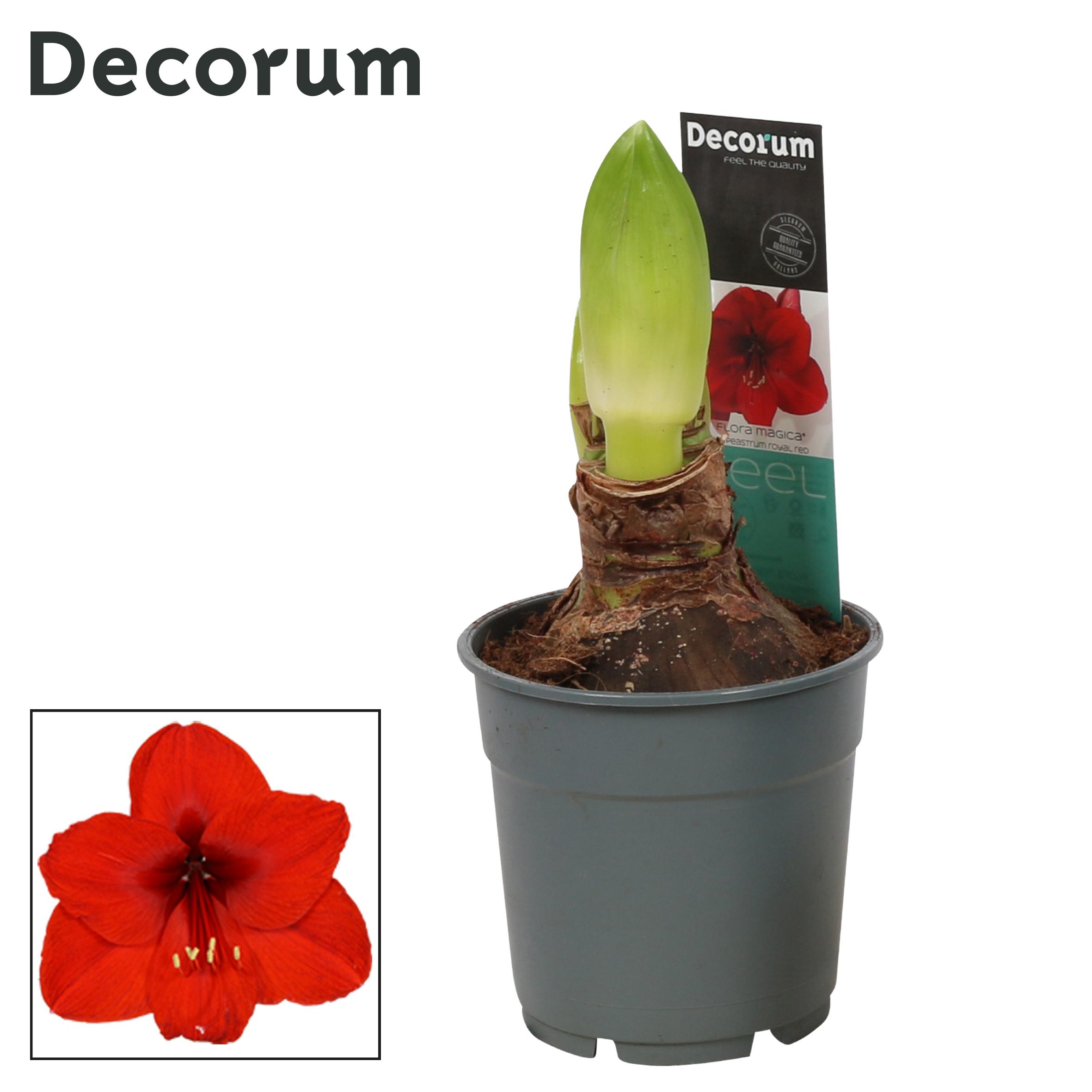 amaryllis-hippeastrum