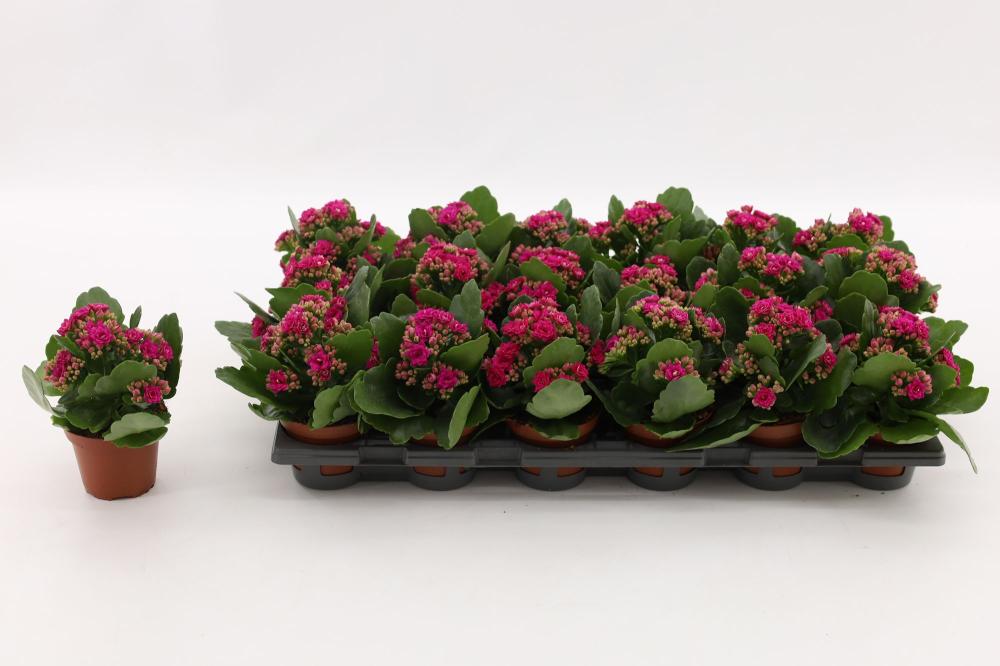 kalanchoe fleurs doubles