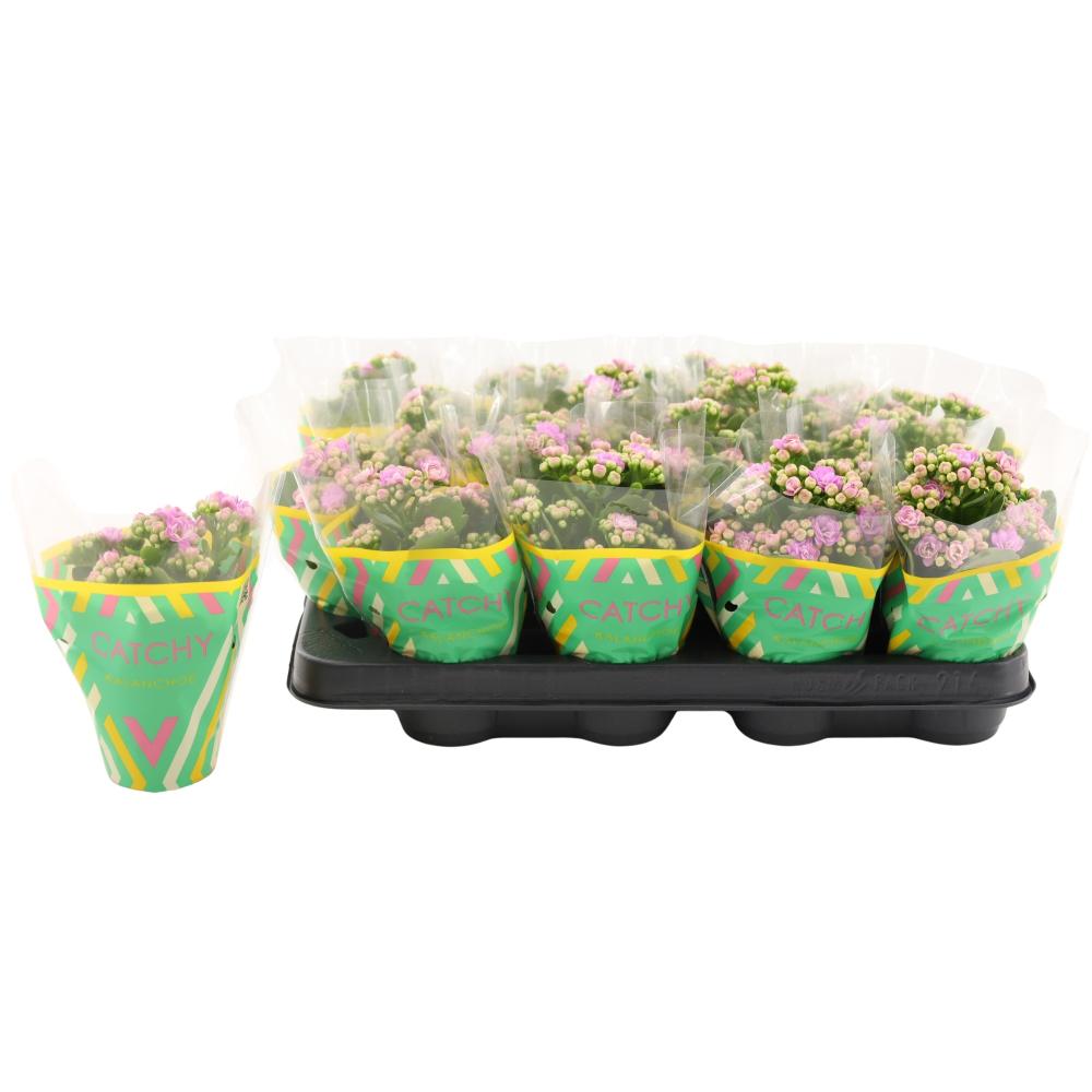 kalanchoe fleurs doubles