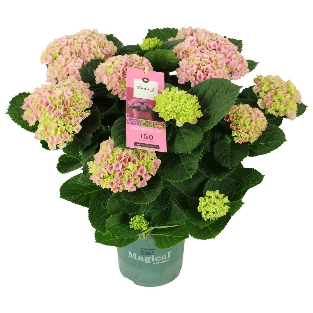 hydrangea