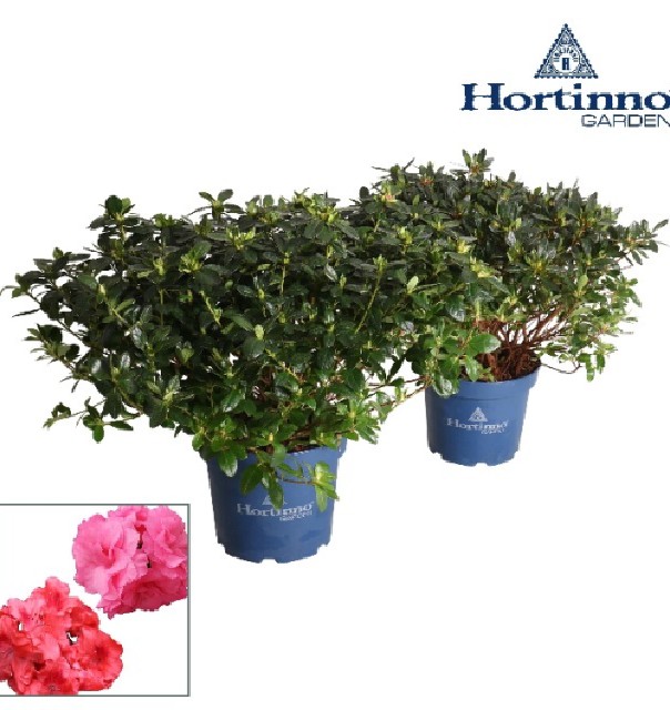 azalea indica fleuris/boutonÉe