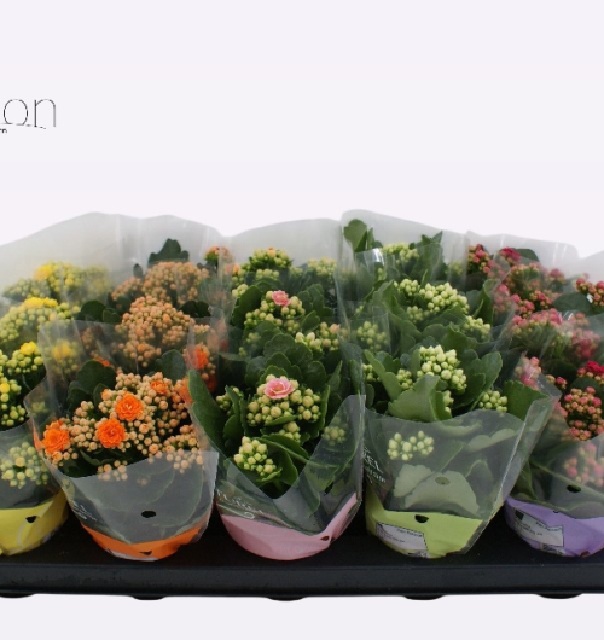kalanchoe