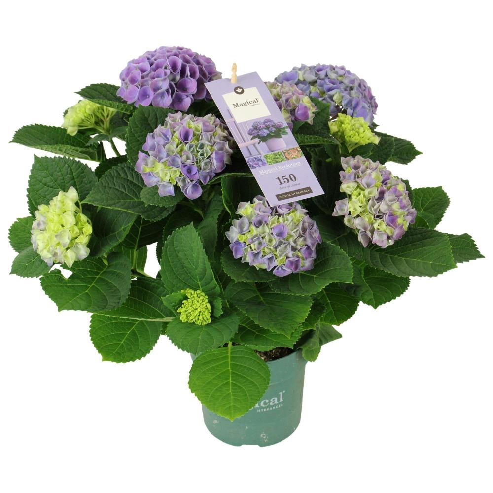 hydrangea