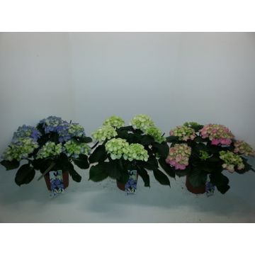 hydrangea
