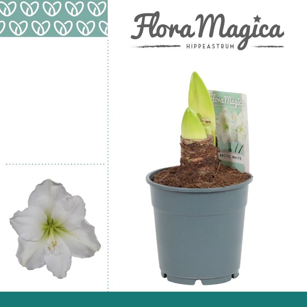 amaryllis-hippeastrum