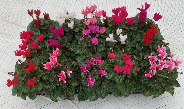 cyclamen
