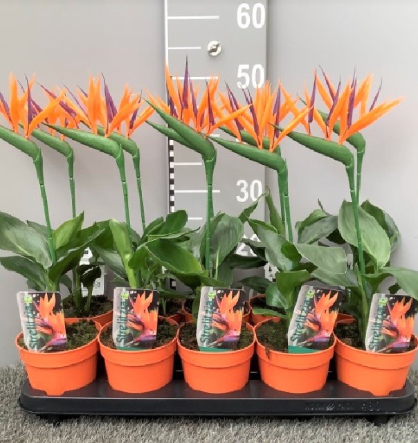 strelitzia