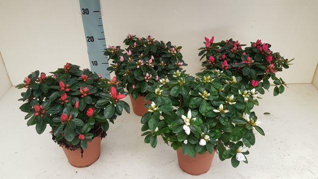 azalea indica fleuris/boutonÉe