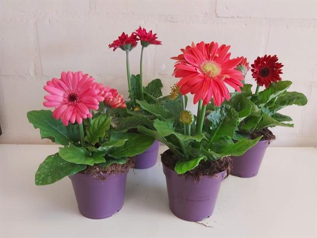 gerbera