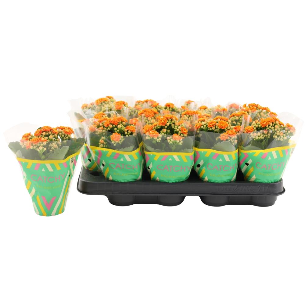 kalanchoe fleurs doubles