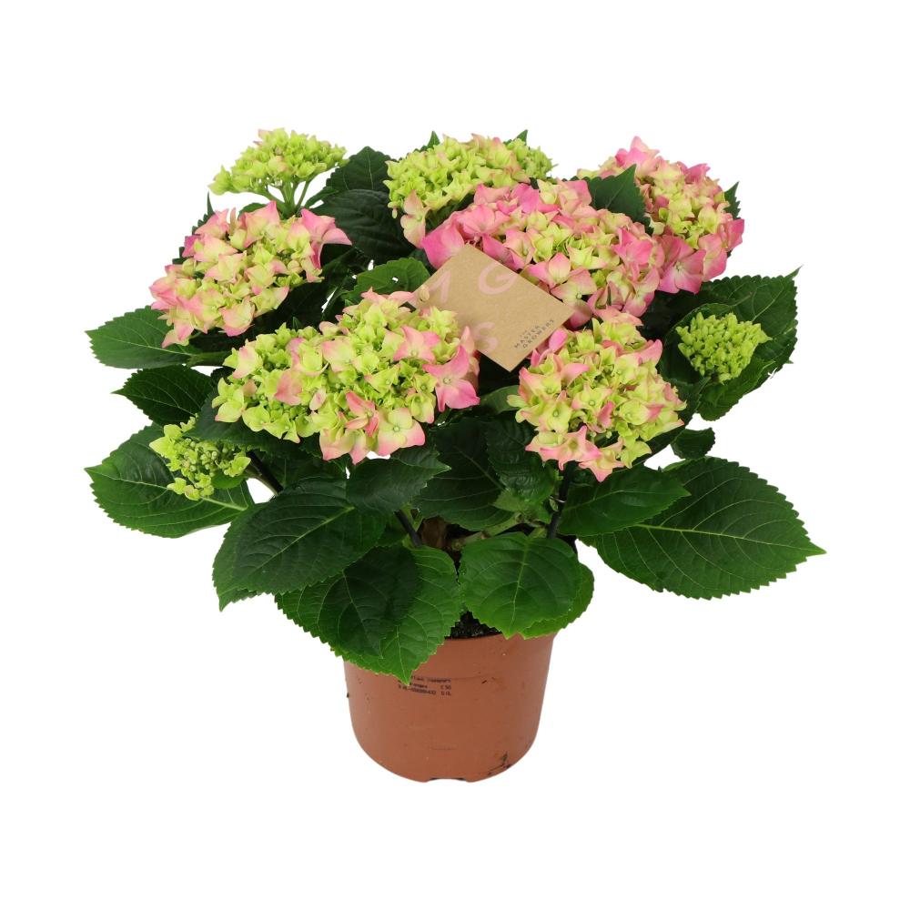 Hydrangea-hortensia