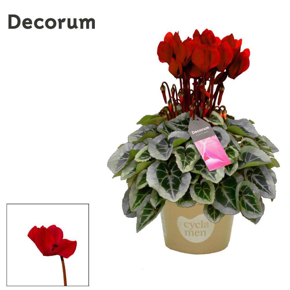 cyclamen