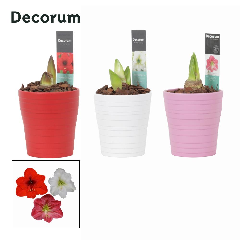 amaryllis-hippeastrum