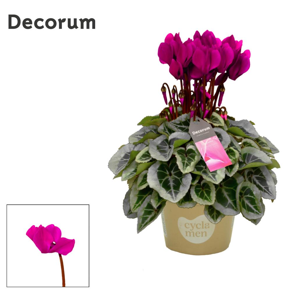 cyclamen
