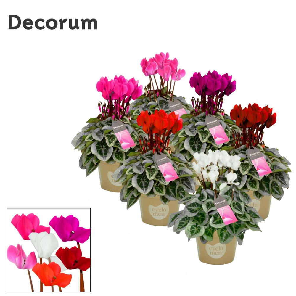 cyclamen