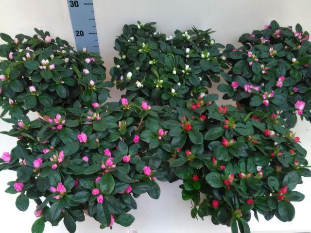 azalea indica fleuris/boutonÉe