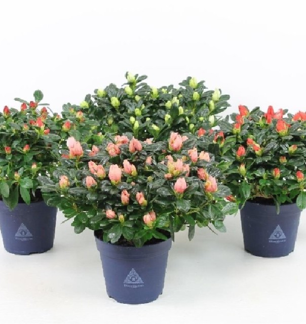 azalea indica fleuris/boutonÉe