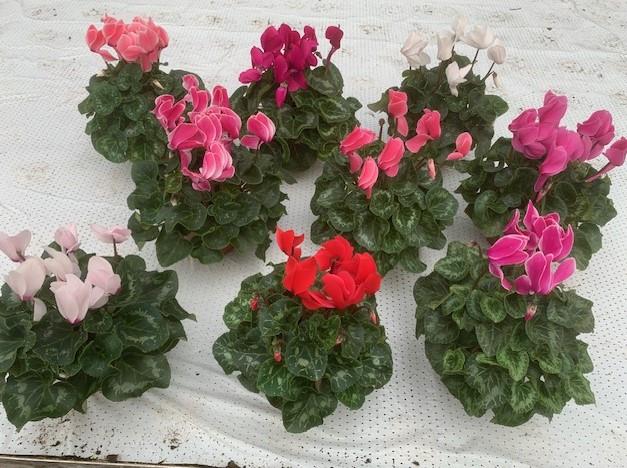 cyclamen