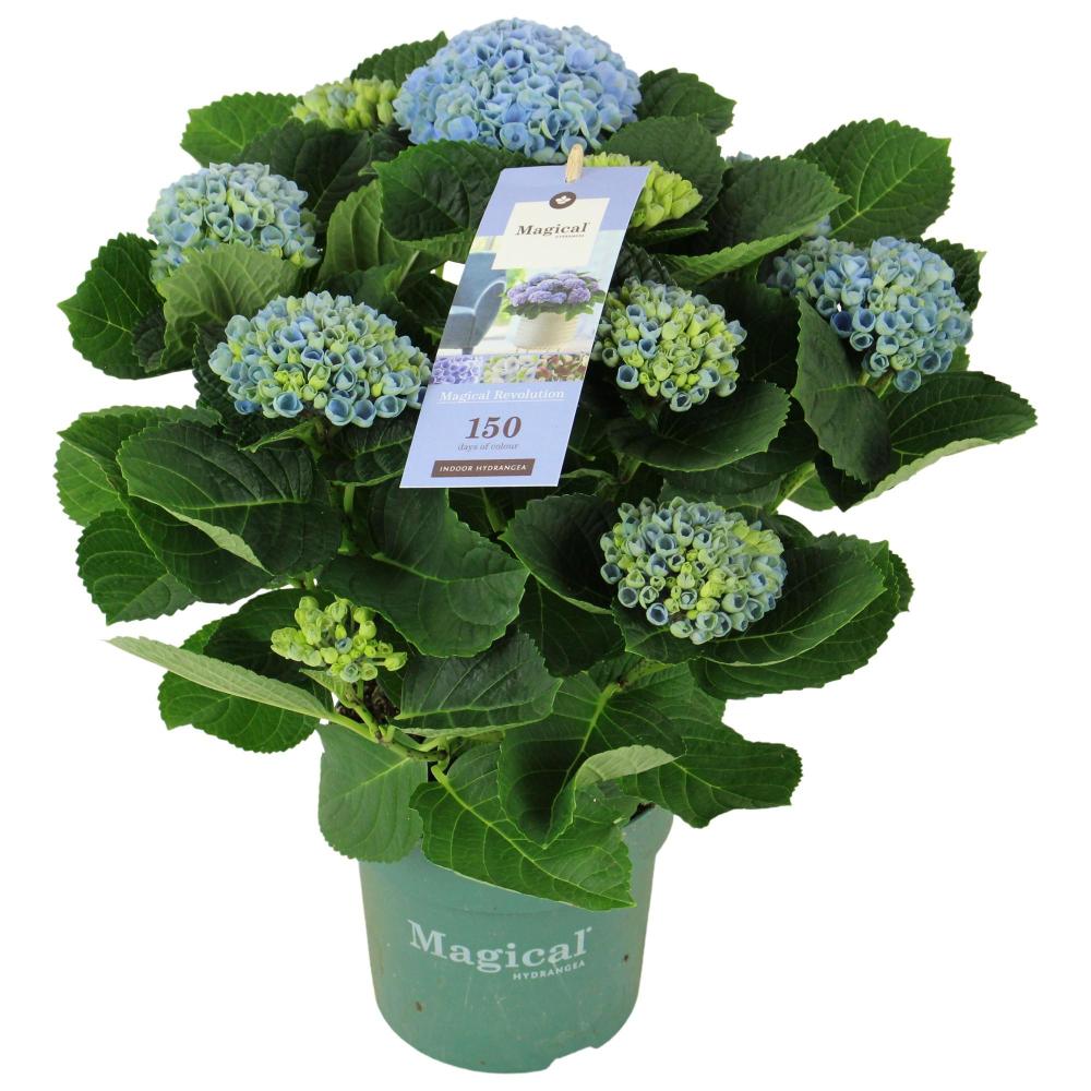 hydrangea