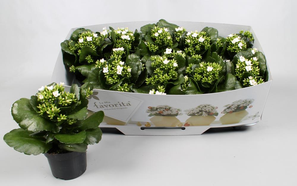Kalanchoe simple