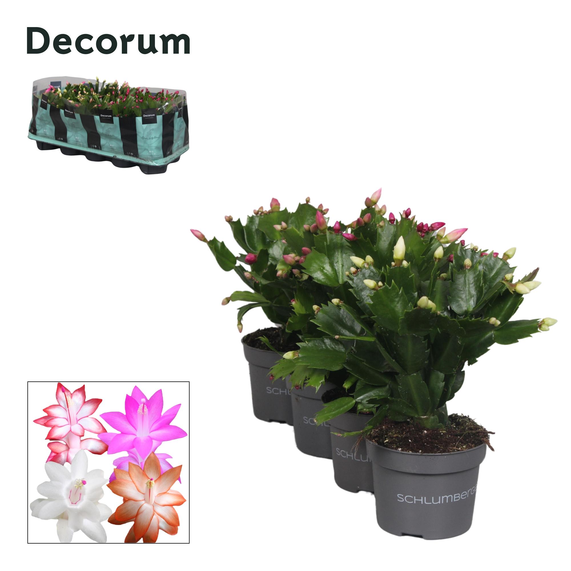 Schlumbergera