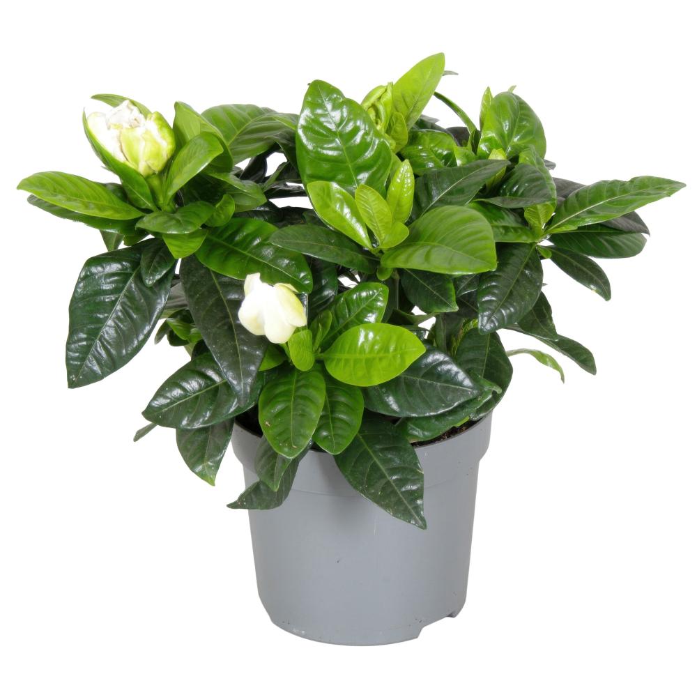 Gardenia