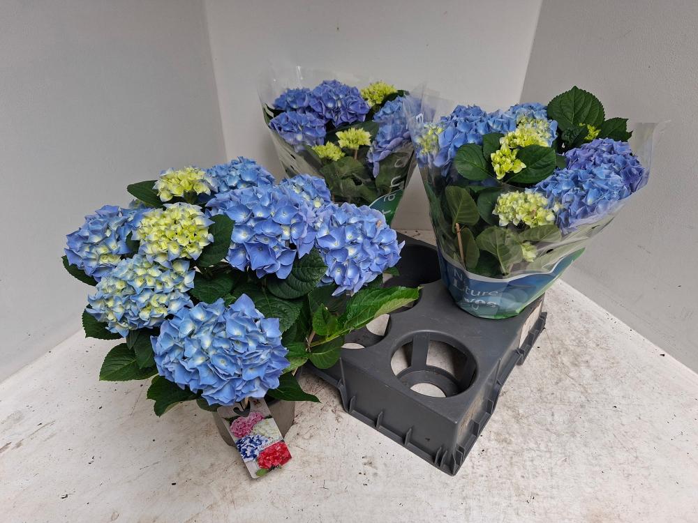 hydrangea