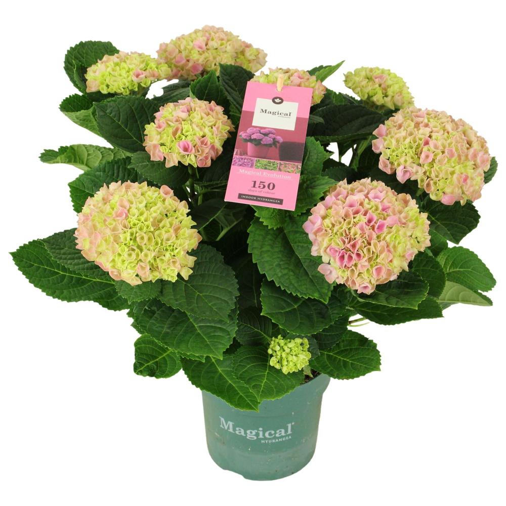 hydrangea