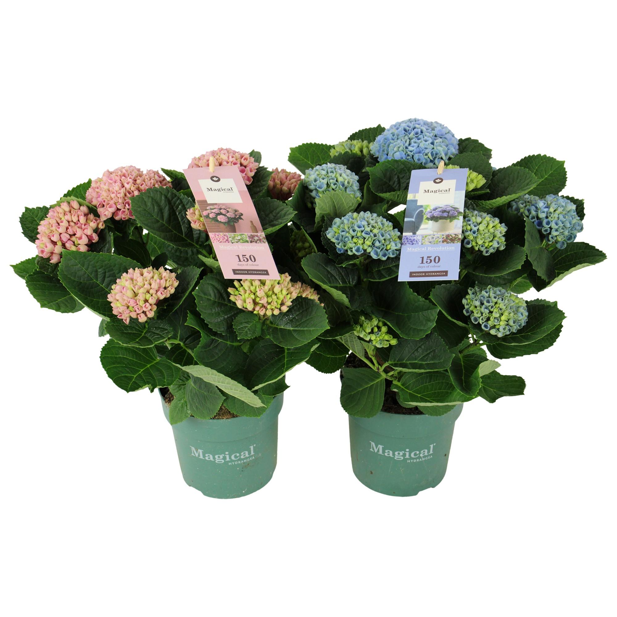 hydrangea
