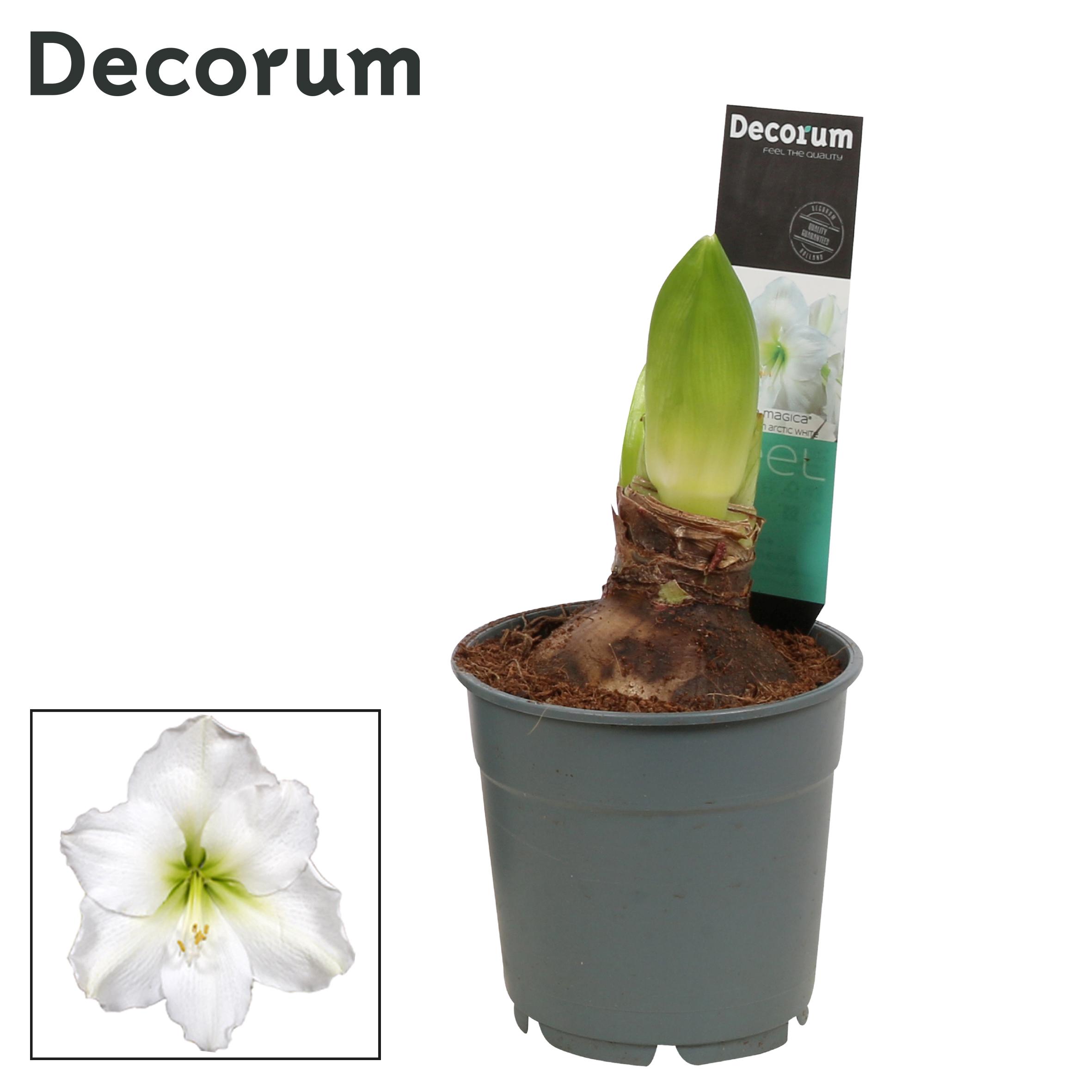 amaryllis-hippeastrum