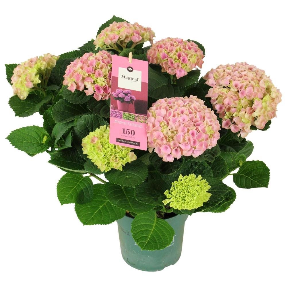 hydrangea