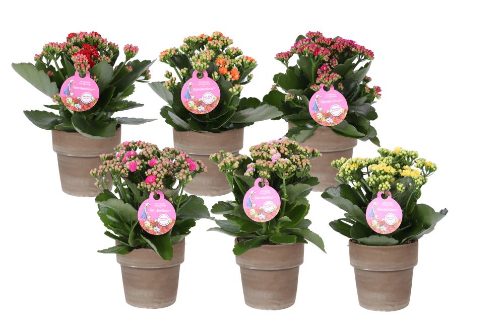 Kalanchoe fleurs doubles