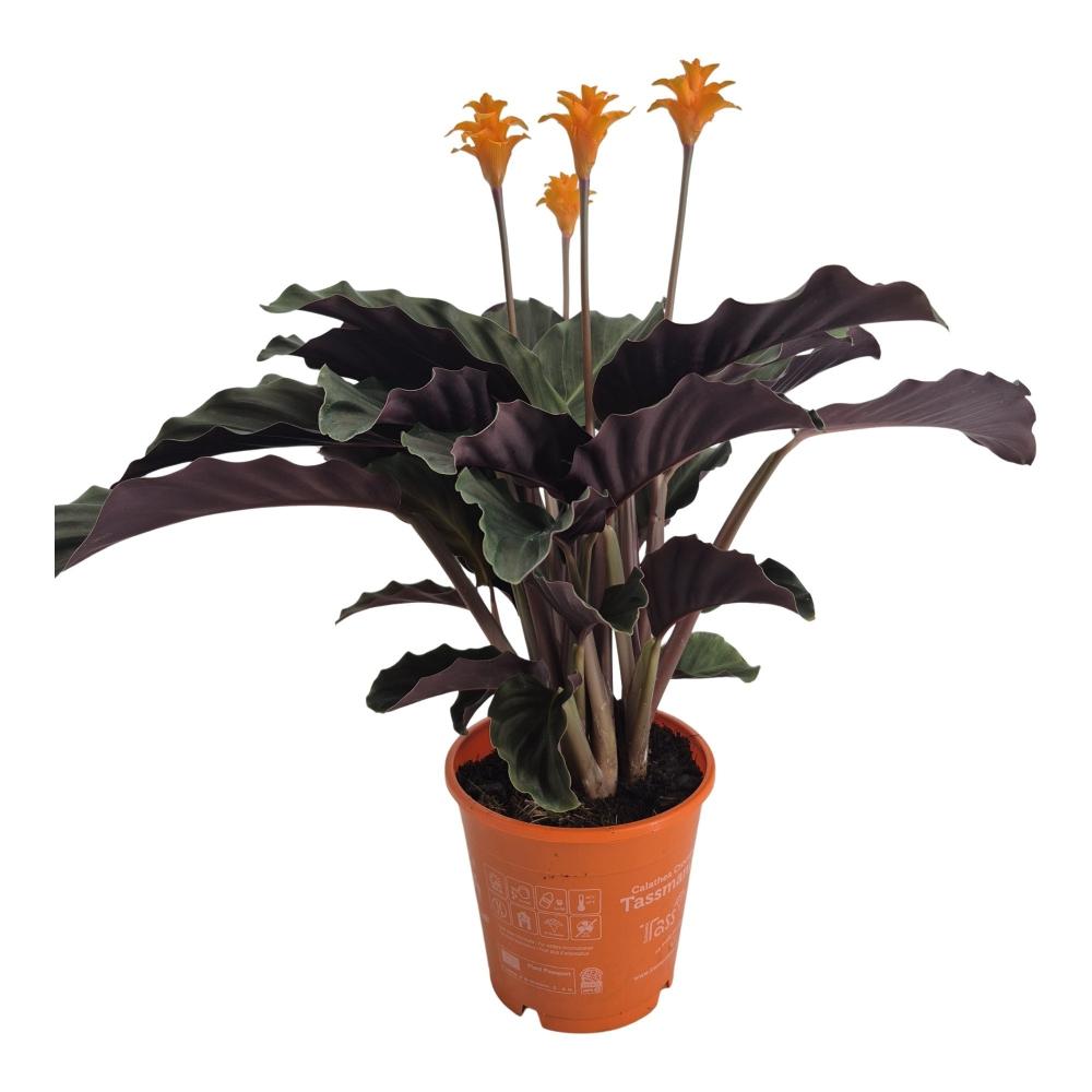 Calathea crocata