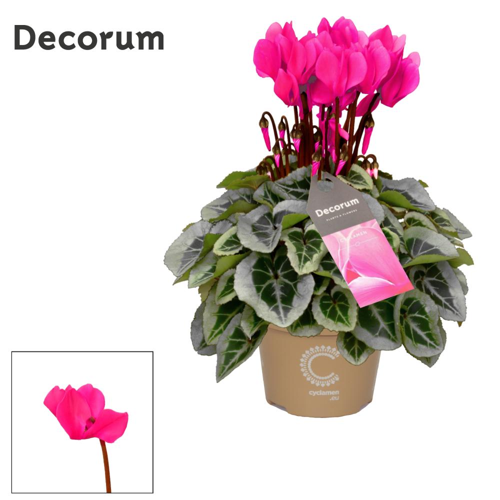 cyclamen