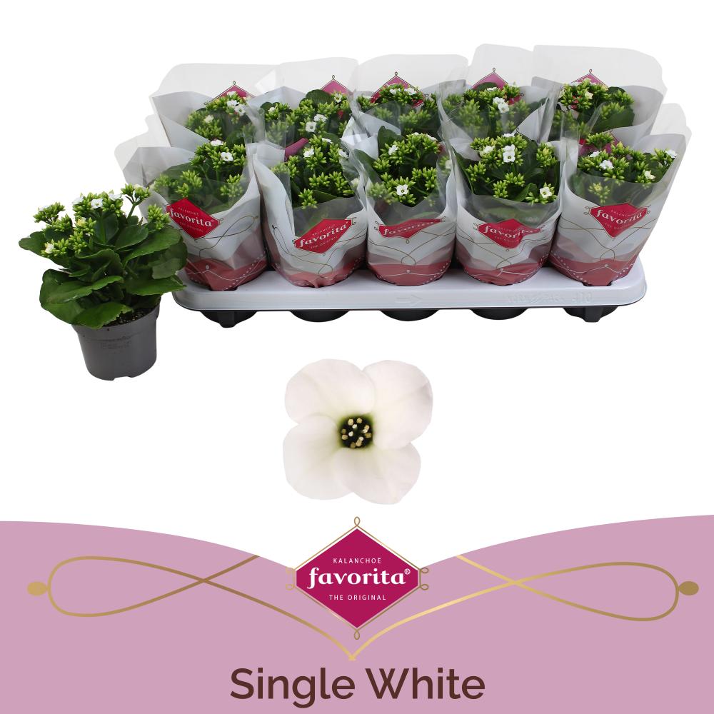 Kalanchoe simple
