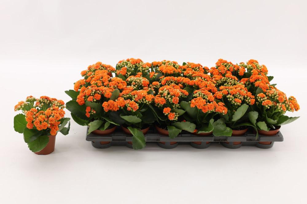 kalanchoe fleurs doubles