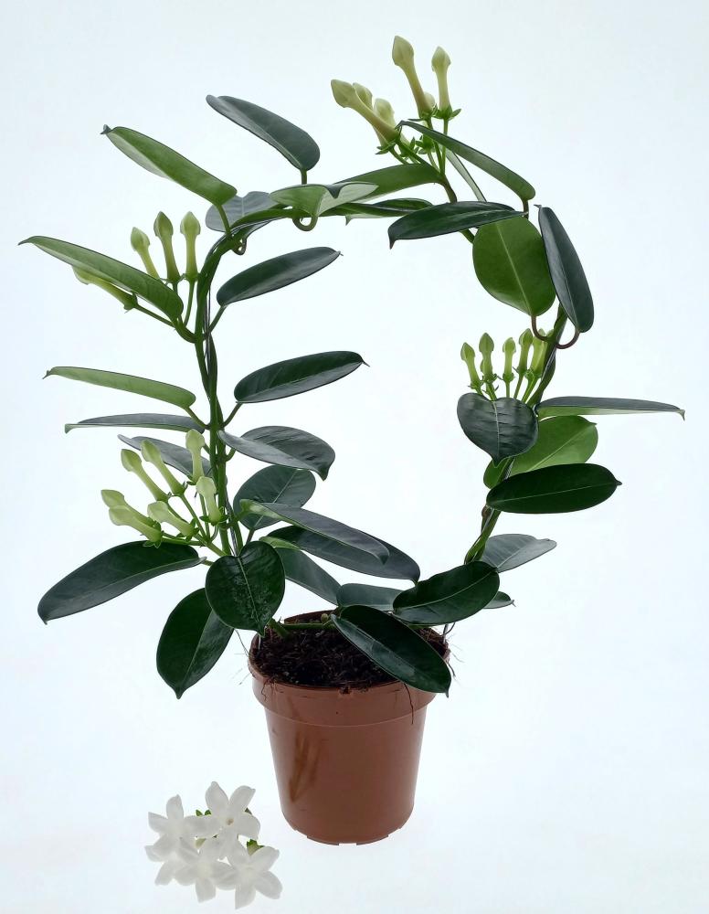 Stephanotis