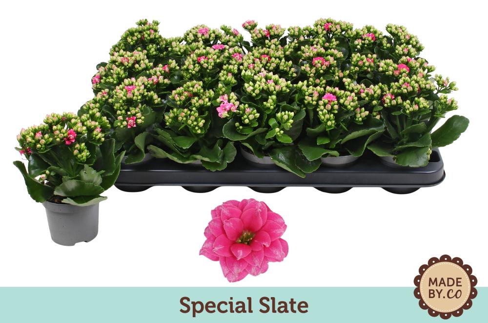 kalanchoe fleurs doubles
