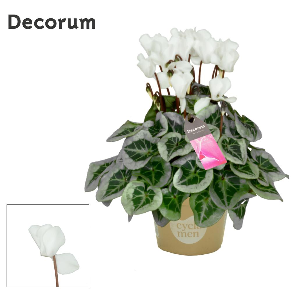 cyclamen