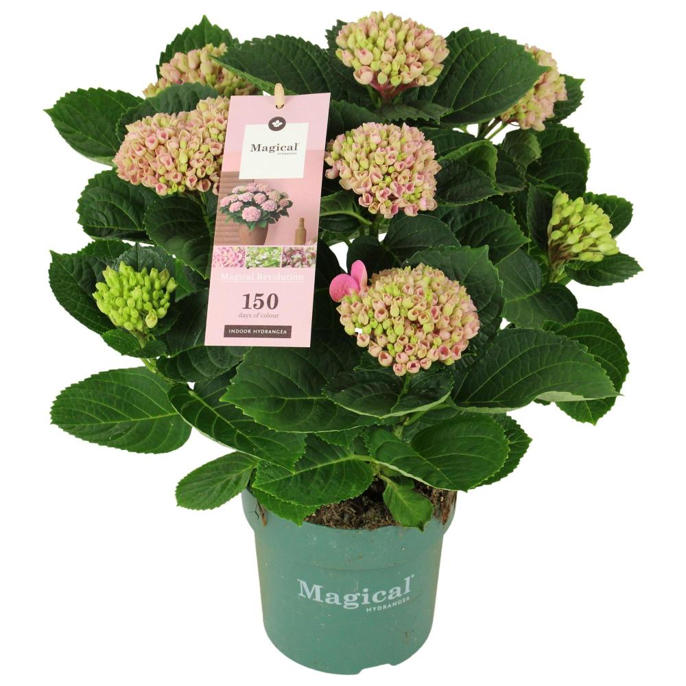 hydrangea