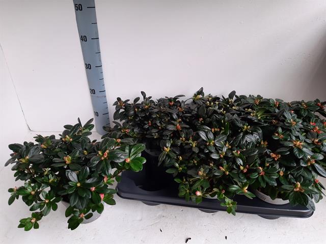 azalea indica fleuris/boutonÉe