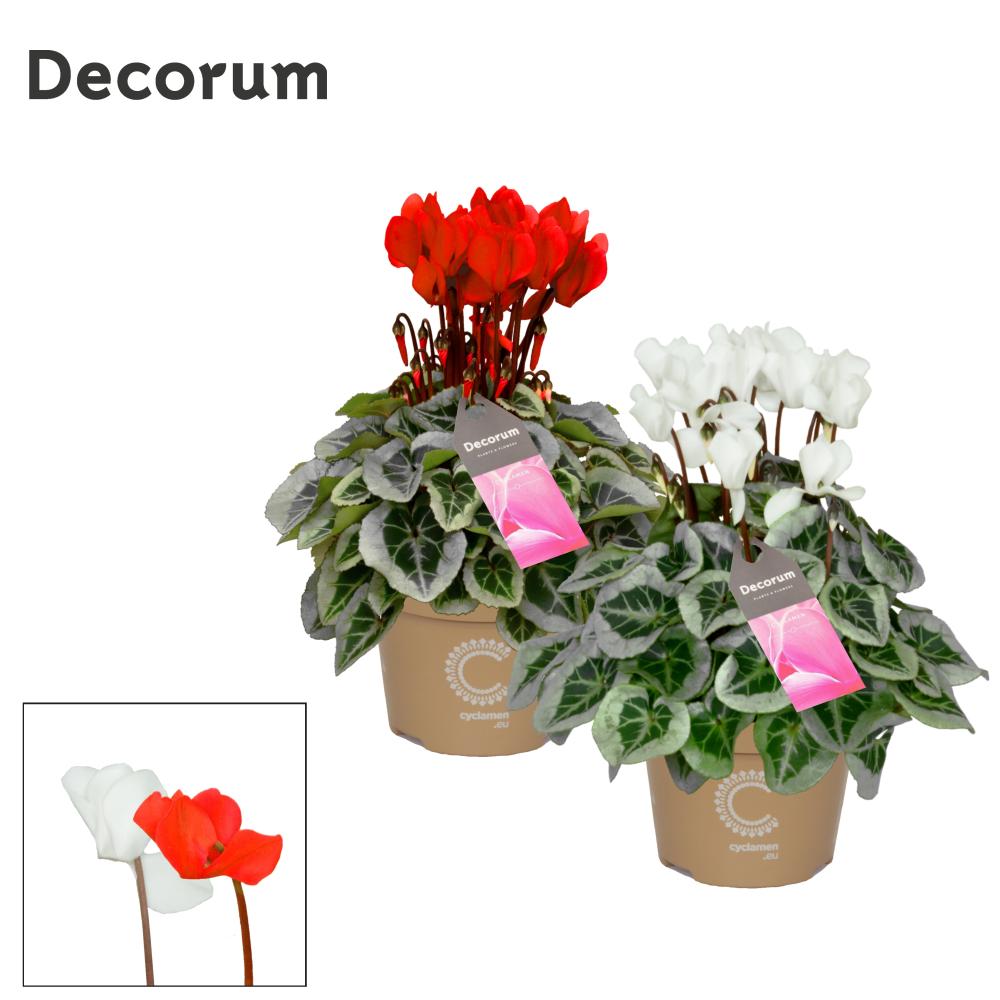 cyclamen