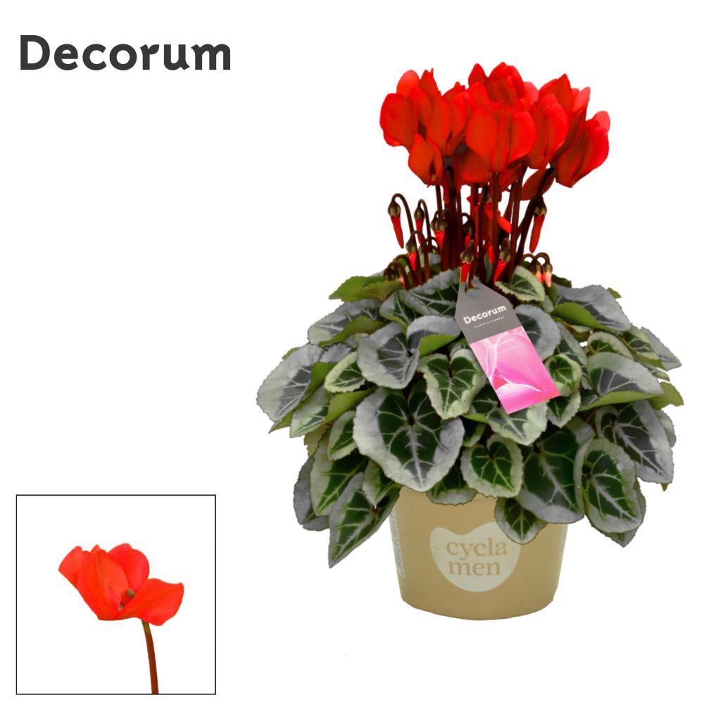 cyclamen