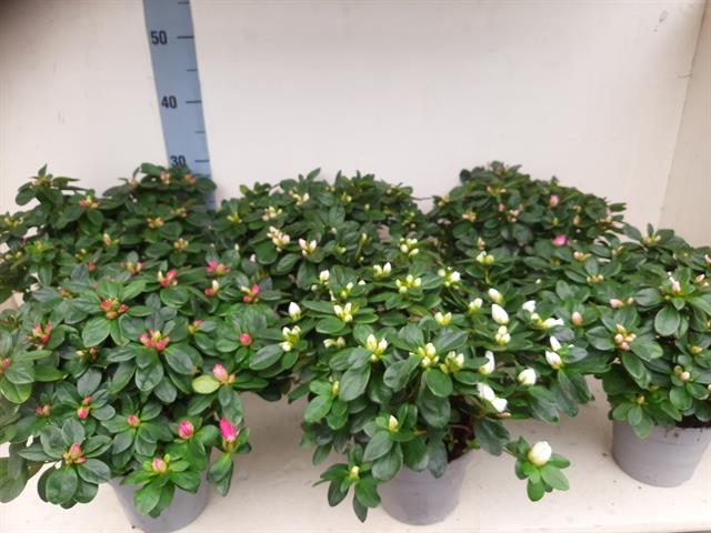 azalea indica fleuris/boutonÉe