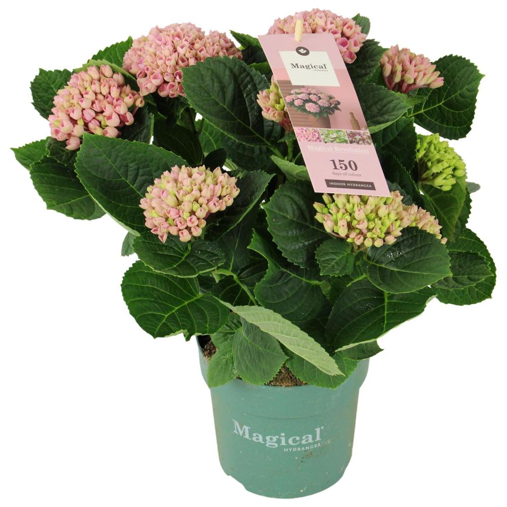 hydrangea