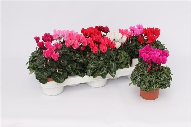cyclamen
