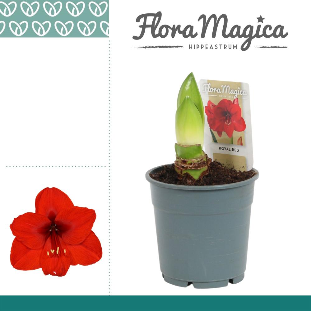 amaryllis-hippeastrum