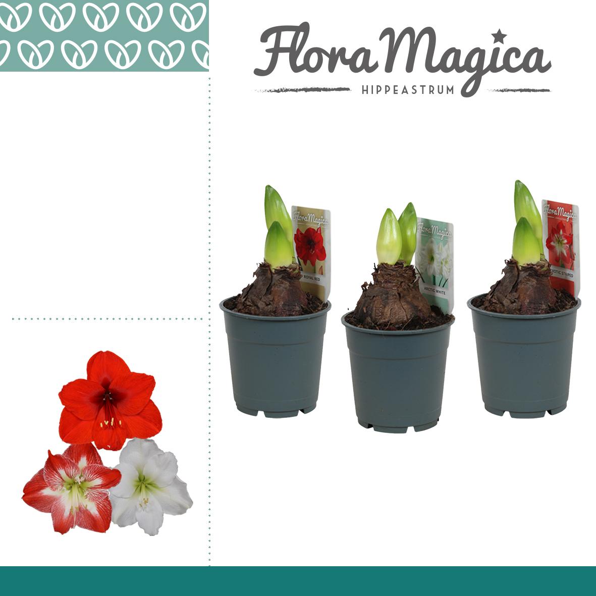 amaryllis-hippeastrum
