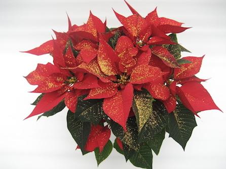 Poinsettia